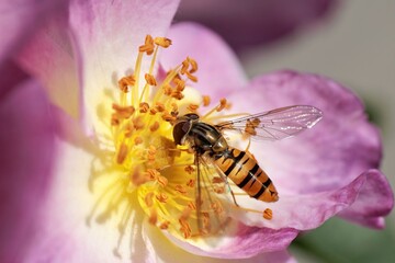 Macro of a hoverfly wasp on yellow pollen stamens on a purple rose flower with pollen specks on the compound eyes