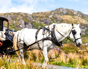 A white horse pulls a vintage carriage up a grassy hill