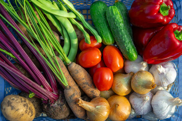 Diverse fresh garden vegetablestomatoes, cucumbers, peppers, carrots, beets, green beans, onions, garlic and potatoesneatly arranged in a blue crate, seasonal harvest and healthy eating