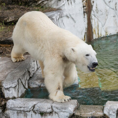 池に入ろうとするホッキョクグマ