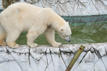 池の周りを悠々と歩くホッキョクグマ