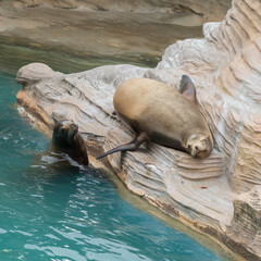 日向ぼっこするアシカ