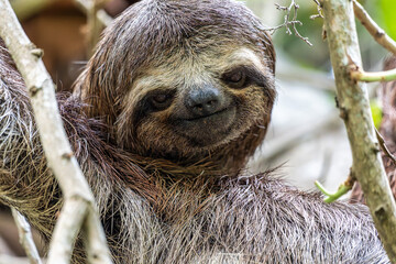 Fototapeta premium Brown-throated sloth, Bradypus variegatus at the sloth path on the Jari Canal at Alter do Chao, Santarem, Para, Brazil