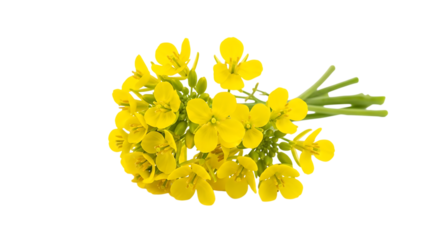 Bunch of Small Yellow Flowers with Green Stems on a Transparent Background bloom blossom cutout PNG isolated on a transparent background