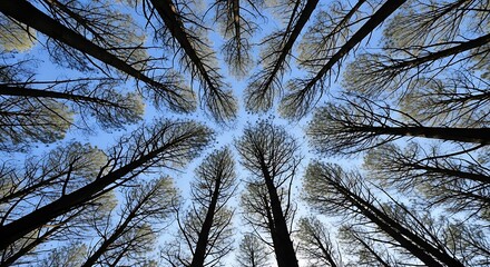 An upward view from the forest floor showing a circle of tall trees reaching towards the blue sky.