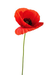 Obraz premium Vibrant red poppy, translucent crimson petals, dark center, green stem, isolated on white background, copy space, soft studio lighting, concept of pure natural beauty