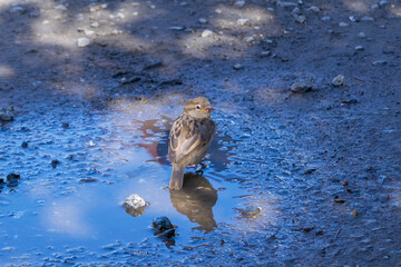 A cute little sparrow bathes in a puddle of water.