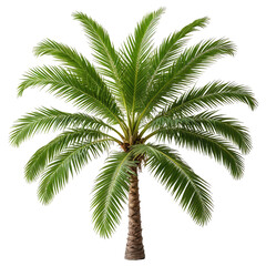 Obraz premium Lush, green palm tree isolated on black. Detailed foliage, tropical vibes