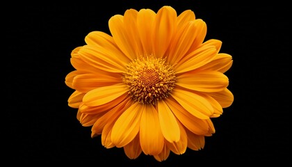 A Vibrant Yellow Orange Flower With A Dense Center And Smooth Petals Radiating A Bright And Cheerful Appearance Isolated On Transparent Background