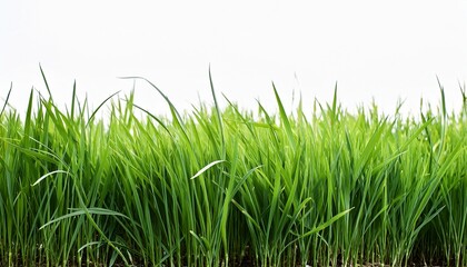 A Field Of Tall Green Grass With A White Background