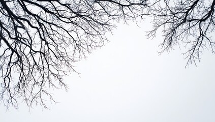 Fototapeta premium Bare branches reach towards a pale, overcast sky, framing a tranquil scene.