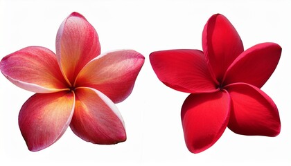 Isolated Cutout Plumeria Frangipani Red Flower Tropical Plant In 2 Different Variation Best Use For Landscape Design Best Use For Post Production Render