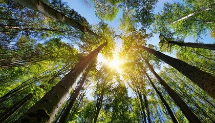 The Trees Looking Up In The Sun