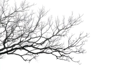 A detailed silhouette of leafless branches against a plain white background.