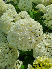 White Hydrangea bushes in the park. Summer. Shot on a phone camera. Closeup