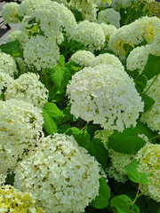 White Hydrangea bushes in the park. Summer. Shot on a phone camera. Closeup