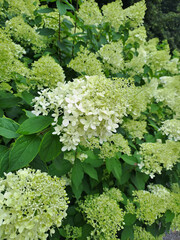 White Hydrangea bushes in the park. Summer. Shot on a phone camera. Closeup