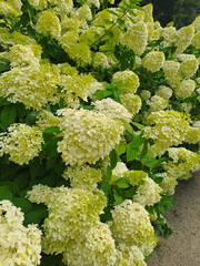 White Hydrangea bushes in the park. Summer. Shot on a phone camera. Closeup