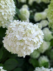 White Hydrangea bushes in the park. Summer. Shot on a phone camera. Closeup