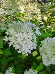 White Hydrangea bushes in the park. Summer. Shot on a phone camera. Closeup