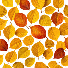 Obraz premium Autumn leaves in warm tones arranged on black background