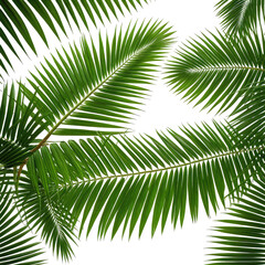 Obraz premium Lush tropical palm fronds with vibrant green, isolated on a black background