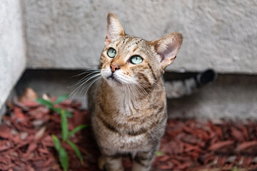 Savannah cat . Exotic beauty with piercing eyes.