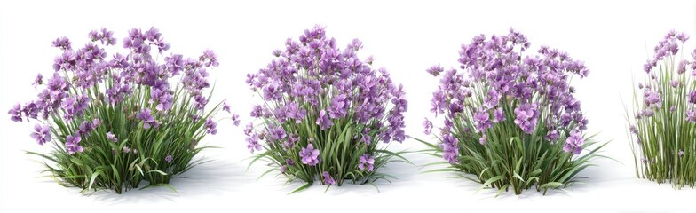 Fototapeta premium Four clusters of light purple flowers with grassy foliage