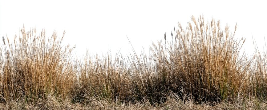Dry, golden grasses in a field