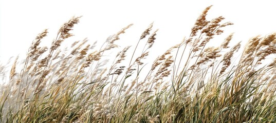 Fototapeta premium Windswept grasses in various shades of tan and beige, swaying gently against a white background