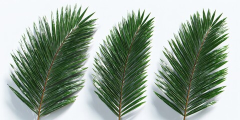 Three vibrant palm fronds on a white background