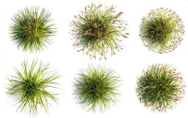 Overhead view of six clumps of grass.  Different varieties shown,  with varying shades of green and tan seed heads.  All isolated on a pure white background