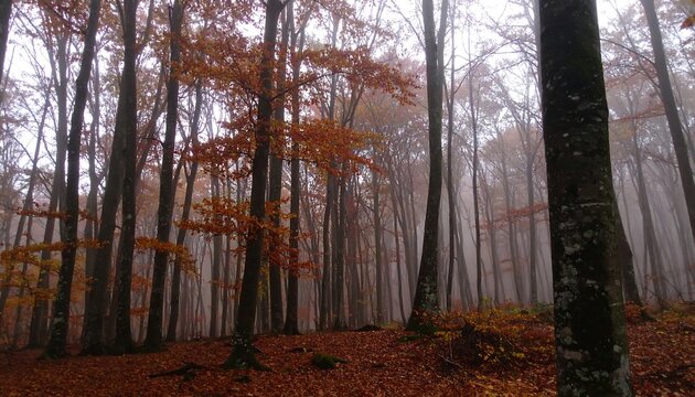 Misty autumn forest - Powered by Adobe