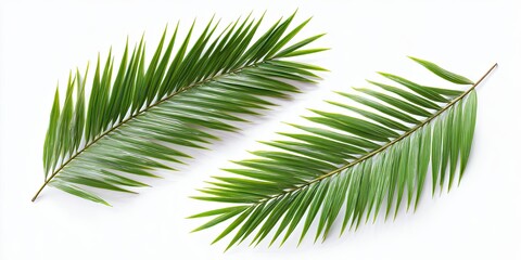 Obraz premium Two palm fronds displayed against a white background