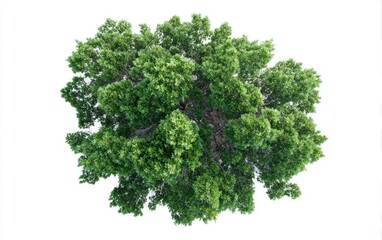 Fototapeta premium Overhead view of a lush green tree canopy (3)