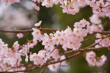 Obraz premium 春を彩る満開の桜の花