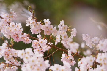 春を彩る満開の桜の花