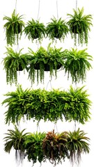Obraz premium Hanging fern planters