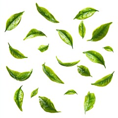 Fresh green tea leaves scattered on white background (5)