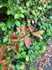 紅葉し始める街路樹