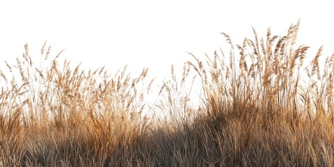 Golden grasses, autumnal foliage, against white background