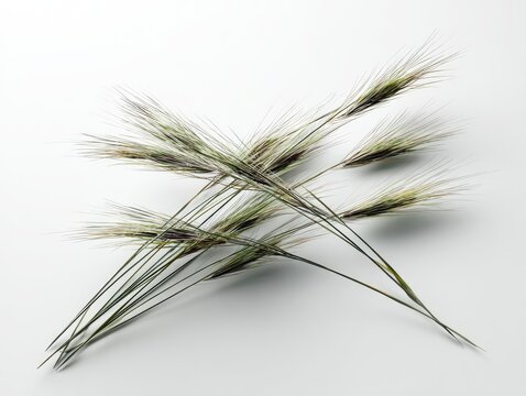 Close-up of several blades of grass, light-toned, on white surface - Powered by Adobe