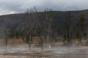 Eerie geothermal landscape featuring barren trees and steaming water creating a mysterious,...