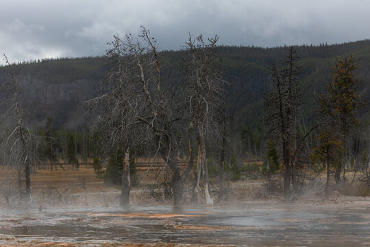 Fototapeta Eerie geothermal landscape featuring barren trees and steaming water creating a mysterious, ethereal scene perfect for travel and nature designs
