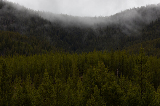 Fototapeta Mystical mountain forest shrouded in fog provides a dramatic backdrop for nature lovers, perfect for travel blogs, environmental campaigns, and outdoor adventures