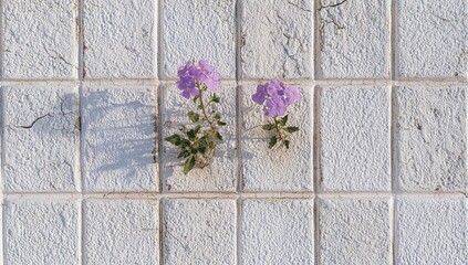 Two small, light purple flowers sprout from cracks in a light beige, patterned tile surface