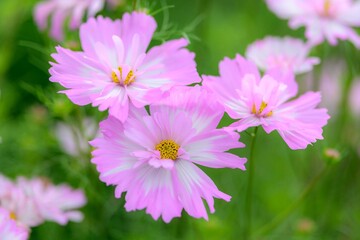 Delicate pink cosmos flowers in full bloom against a soft green garden background