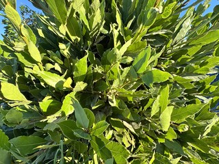 Laurus nobilis, known as Bay Laurel, is an aromatic evergreen shrub with glossy leaves widely used...