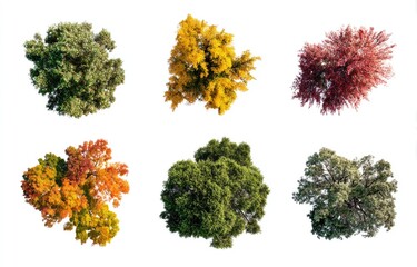 Obraz premium Six overhead views of trees in autumn and summer foliage. A collection of different tree canopies, displaying various colors