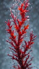 Red Seaweed with Water Bubbles – Marine Superfood and Ocean Beauty